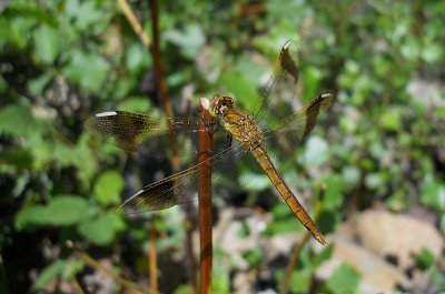 Bandheidelibel / Sympetrum pedemontanum