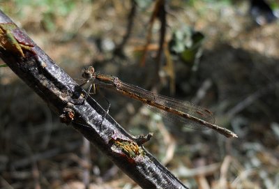 Bruine Winterjuffer / Sympecma fusca