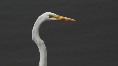 Grote Zilverreiger / Great Egret / Ardea alba