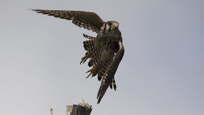 Amerikaanse Torenvalk / American Kestrel / Falco sparverius