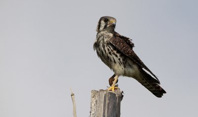 Amerikaanse Torenvalk / American Kestrel / Falco sparverius