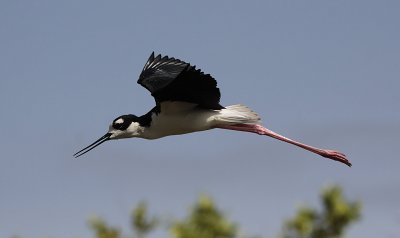 Amerikaanse Steltkluut / Black-necked Stilt / Himantopus mexicanus