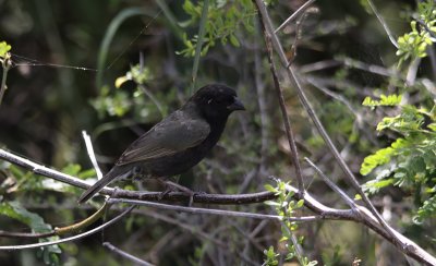 Black-faced Grassquit / Tiaris bicolor