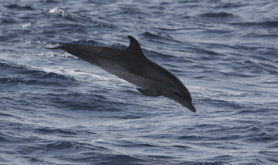 Tuimelaar / Bottlenose Dolphin / Tursiops truncatus