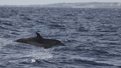 Tuimelaar / Bottlenose Dolphin / Tursiops truncatus
