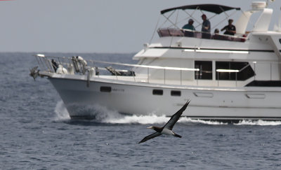 Bruine Gent / Brown Booby / Sula leucogaster