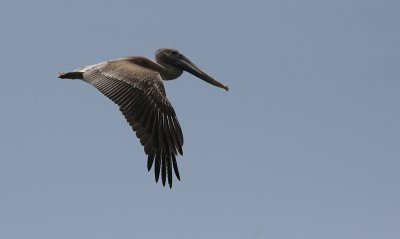 Bruine Pelikaan / Brown Pelican / Pelecanus occidentalis