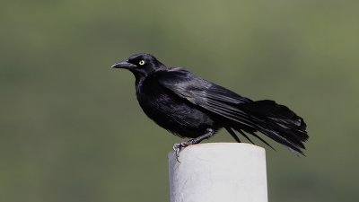 Carib Grackle / Quiscalus lugubris