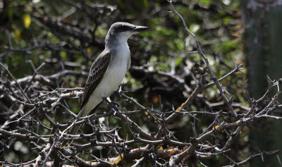 Grey Kingbird / Tyrannus dominicensis