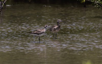 Amerikaanse Regenwulp / Hudsonian Whimbrel / Numenius phaeopus hudsonicus