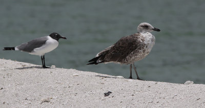 Kleine Mantelmeeuw / Lesser Black-backed Gull / Larus fuscus