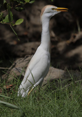 Koereiger / Cattle Egret / Bubulcus ibis