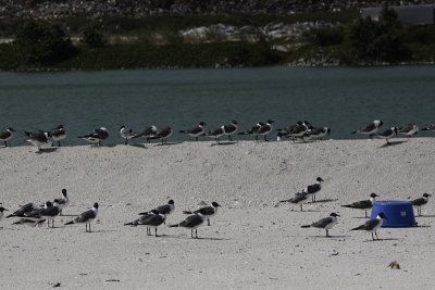 Lachmeeuw / Laughing Gull / Leucophaeus atricilla