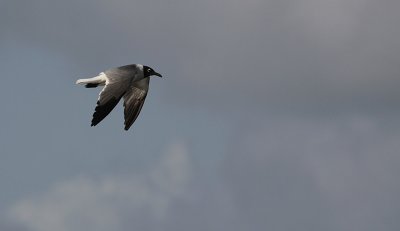 Lachmeeuw / Laughing Gull / Leucophaeus atricilla