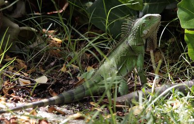 Lesser Antillean Iguana / Iguana delicatissima