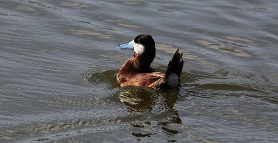 Rosse Stekelstaart / Ruddy Duck / Oxyura jamaicensis