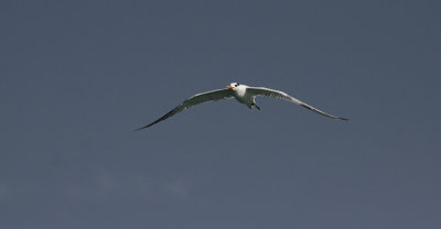 Royal tern / Thalasseus maximus