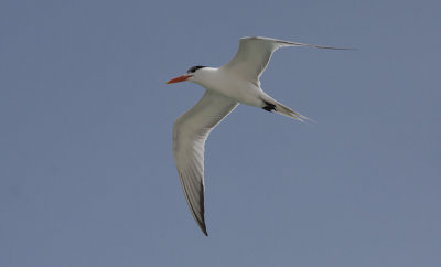 Royal tern / Thalasseus maximus