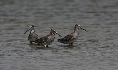 Kleine Grijze Snip / Short-billed Dowitcher / Limnodromus griseus