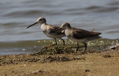 Kleine Grijze Snip / Short-billed Dowitcher / Limnodromus griseus