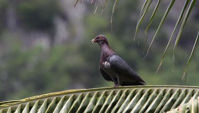 Scaly-naped Pigeon / Patagioenas squamosa