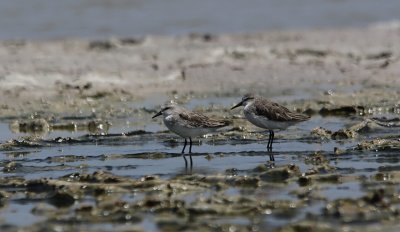 Grijze Strandloper / Semipalmated Sandpiper / Calidris pusilla