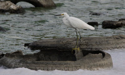 Snowy Egret / Egretta thula