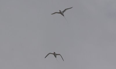 Roodsnavelkeerkringvogel / Red-billed Tropicbird / Phaethon aethereus