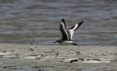 Willet / Tringa semipalmata