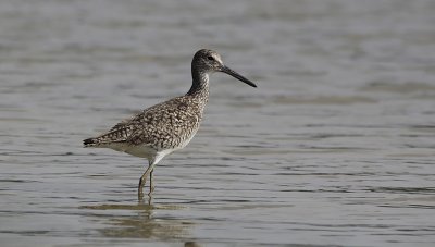 Willet / Tringa semipalmata