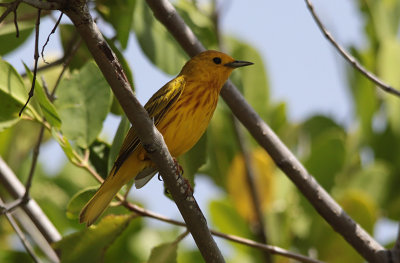 Gele Zanger / Yellow Warbler / Dendroica petechia