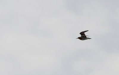 Gestreepte Strandloper / Pectoral Sandpiper / Calidris melanotos