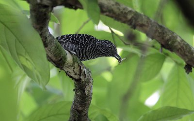 Barred Antshrike / Thamnophilus doliatus