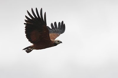 Black-collared Hawk / Busarellus nigricollis