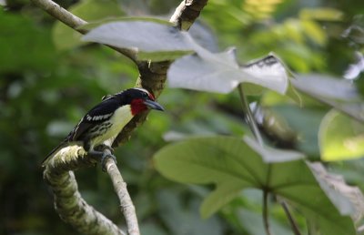 Black-spotted Barbet / Capito niger
