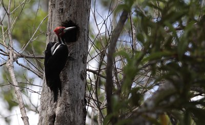 Crimson-crested Woodpecker / Campephilus melanoleucos