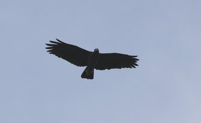 Great Black Hawk / Buteogallus urubitinga