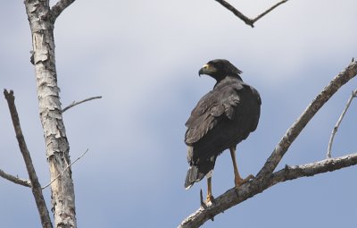 Great Black Hawk / Buteogallus urubitinga