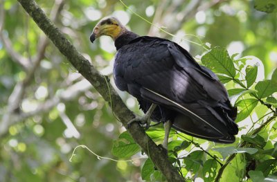Greater Yellow-headed Vulture / Cathartes melambrotus