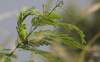 Green-rumped Parrotlet /  Forpus passerinus