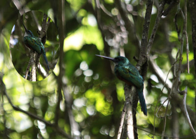 Green-tailed Jacamar / Galbula galbula