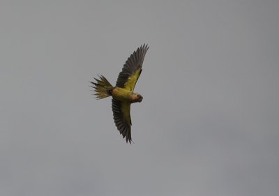 Orange-winged Parrot / Amazona amazonica