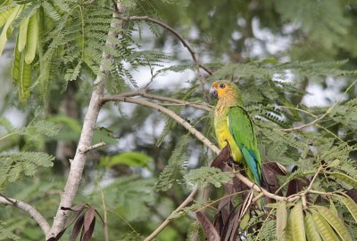 Brown-throated Parakeet / Aratinga pertinax