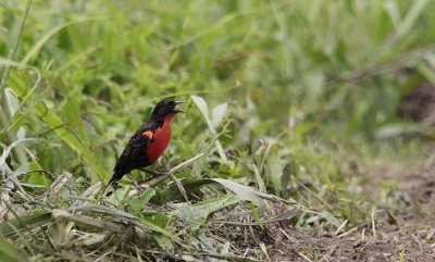 Red-breasted Blackbird / Sturnella militaris