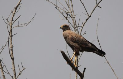 Savannah Hawk / Buteogallus meridionalis