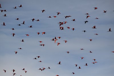 Scarlet Ibis / Eudocimus ruber