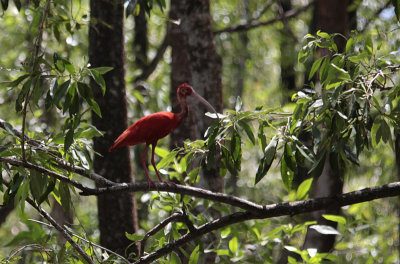 Scarlet Ibis / Eudocimus ruber