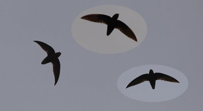 Short-tailed Swift / Chaetura brachyura