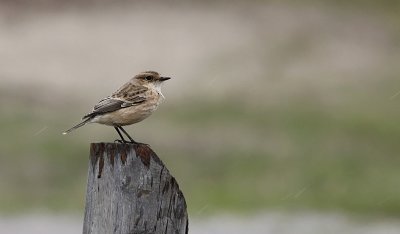 Aziatische Roodborsttapuit / Siberian Stonechat / Saxicola maurus