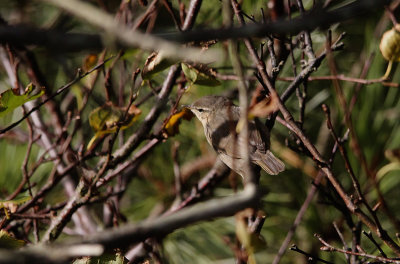 Bruine Boszanger / Dusky Warbler / Phylloscopus fuscatus